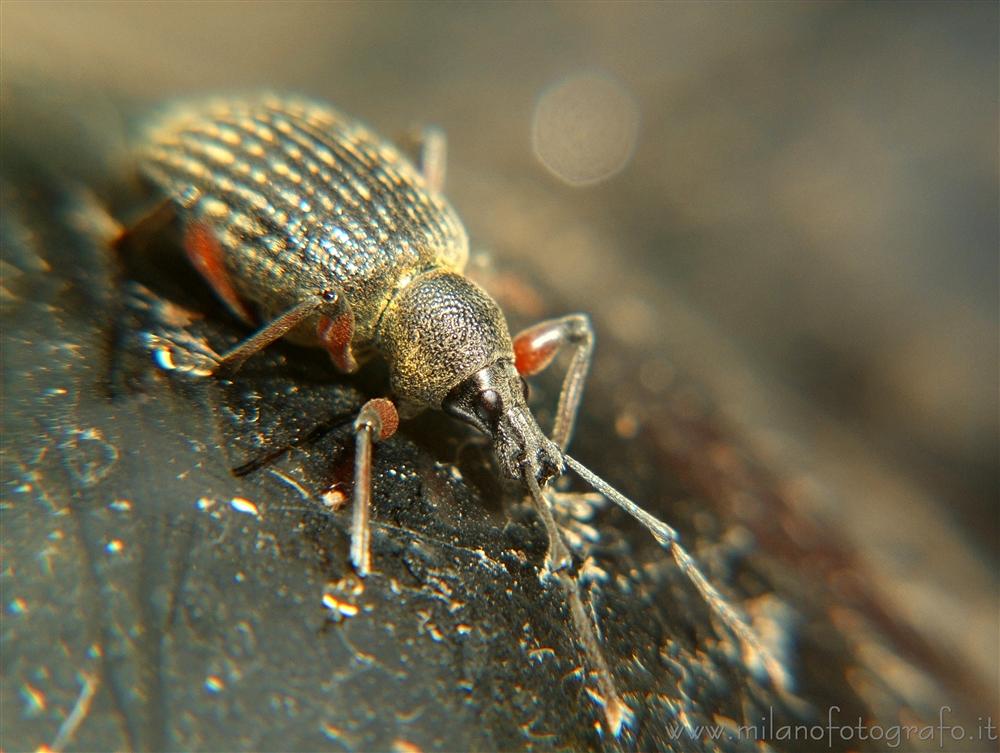 Campiglia Cervo (Biella) - Probabilmente Cirrorhynchus plumipes